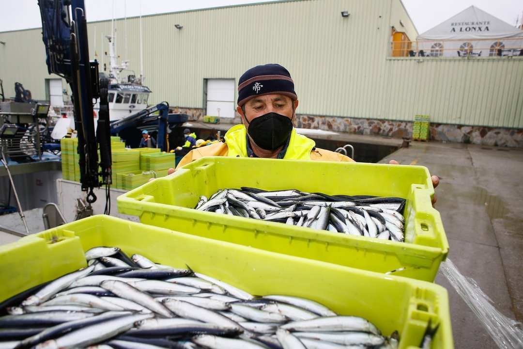 Archivo - Un trabajador muestra una caja durante la campaña de pesca de la anchoa, a 26 de abril de 2021, en el muella de Burela, Lugo, Galicia, (España). El bocarte o anchoa de buen tamaño ha aparecido este año entre Avilés y Burela, lo que ha provocado 