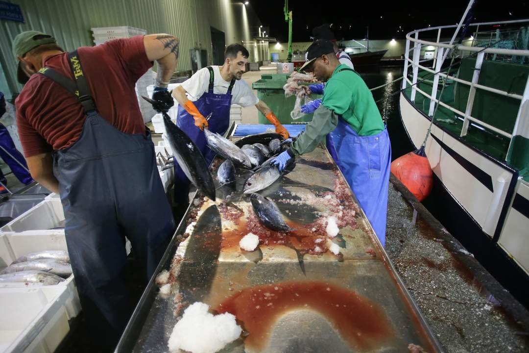 Burela, Lugo. El volantero Regino Jesús, con base en Puerto de Vega, descarga más de 6.000 kg de bonito procedente de las Islas Azores. La costera del bonito en Burela comenzó hace dos semanas y se prevé que continúe abierta hasta finales del verano. En las imágenes, los marineros del barco y los trabajadores de la lonja descargan las piezas del túnido, en la madrugada del jueves 15 de junio.