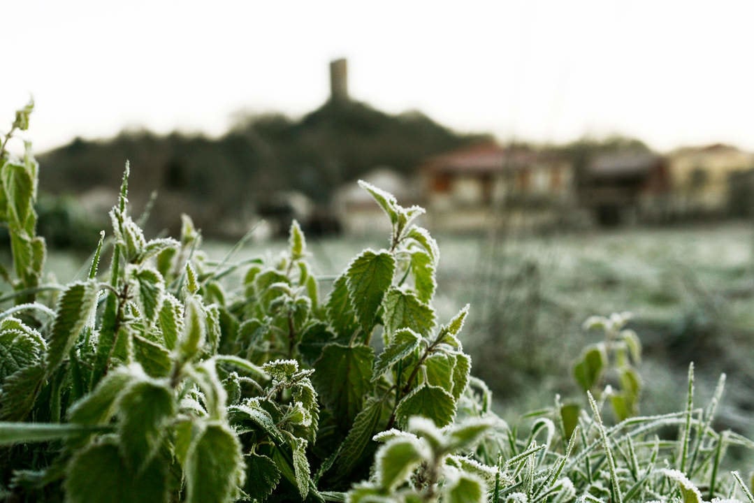 HELADAS EN LA COMARCA DE A LIMIA (PROVINCIA DE OURENSE). 24/01/23. FOTO ROSA VEIGA