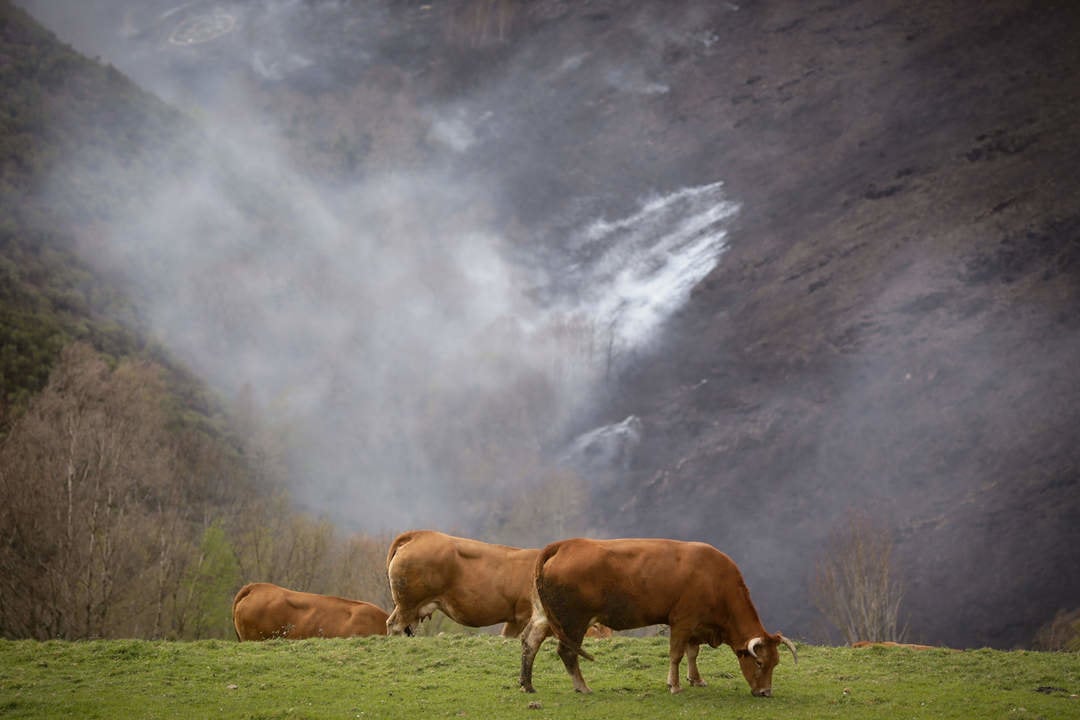 Baleira, Lugo. Más de 1200 hectáreas quemadas en los concellos lucenses de Baleira, A Fonsagrada y Ribeira de Piquín tras el paso de un gran incendiom originado en la tarde del martes. Varios núcleos de población han sido desalojados en la tarde-noche del miércoles debido a la cercanía de las llamas. En la imagen, varias vacas pastan con un fonde de monte quemado en O Sollío, Baleira, en la tarde del jueves 30 de marzo