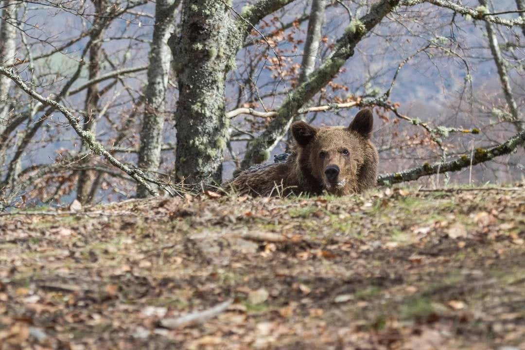 Medio Rural. Liberación Oso beato. 05 ABRIL 2018 © Miguel De la Parra