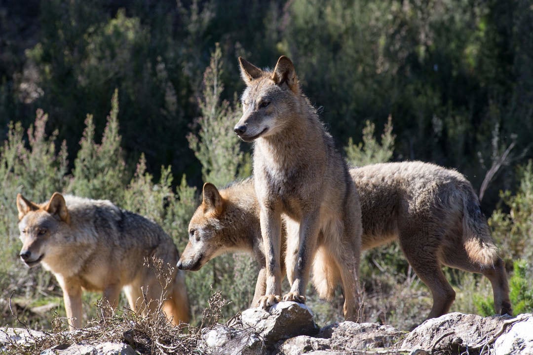 Robledo de Sanabria. El Centro del Lobo de Castilla y Leon alberga en sus instalaciones 11 ejemplares de Lobo Iberico (Canis Lupus Signatus) en situacion de semilibertad y esta abierto tres dias a la semana durante todo el año. El Centro, abierto en 2015, intenta divulgar la  convivencia historica entre lobo y ser humano en la Sierra de la Culebra, lugar de mayor concentracion de este canido en el sur de Europa.