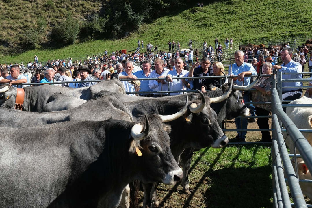 12:00 horas. Prado Socollo, Puentenansa (Rionansa). Los consejeros de Fomento, Vivienda, Ordenación del Territorio y Medio Ambiente, Roberto Media, y de Desarrollo Rural, Ganadería, Pesca y Alimentación, María Jesús Susinos, asisten a la LIII Feria exposición de ganado de San Miguel. 29 de septiembre de 2024 © Raúl Lucio